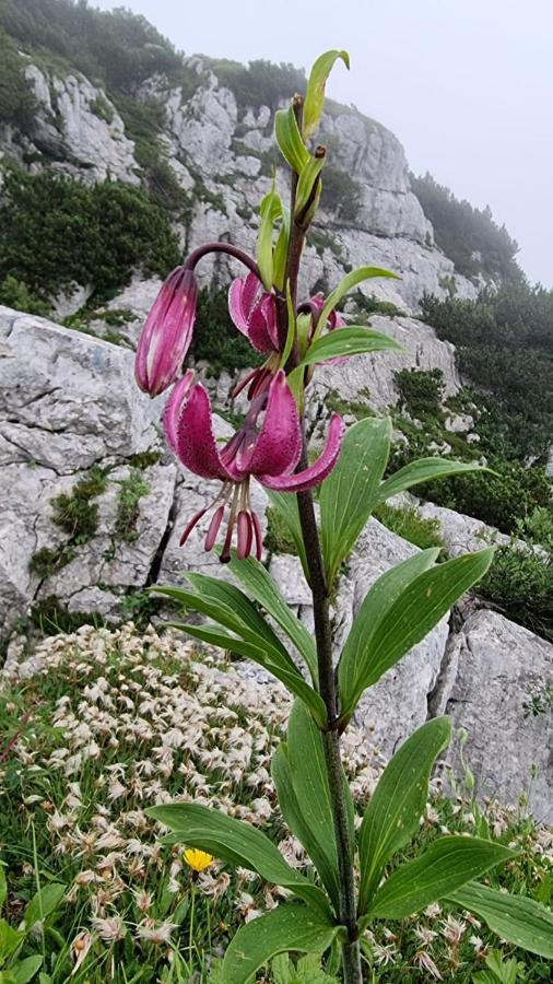 Alloggi Buon Riposo Tarvisio Buitenkant foto